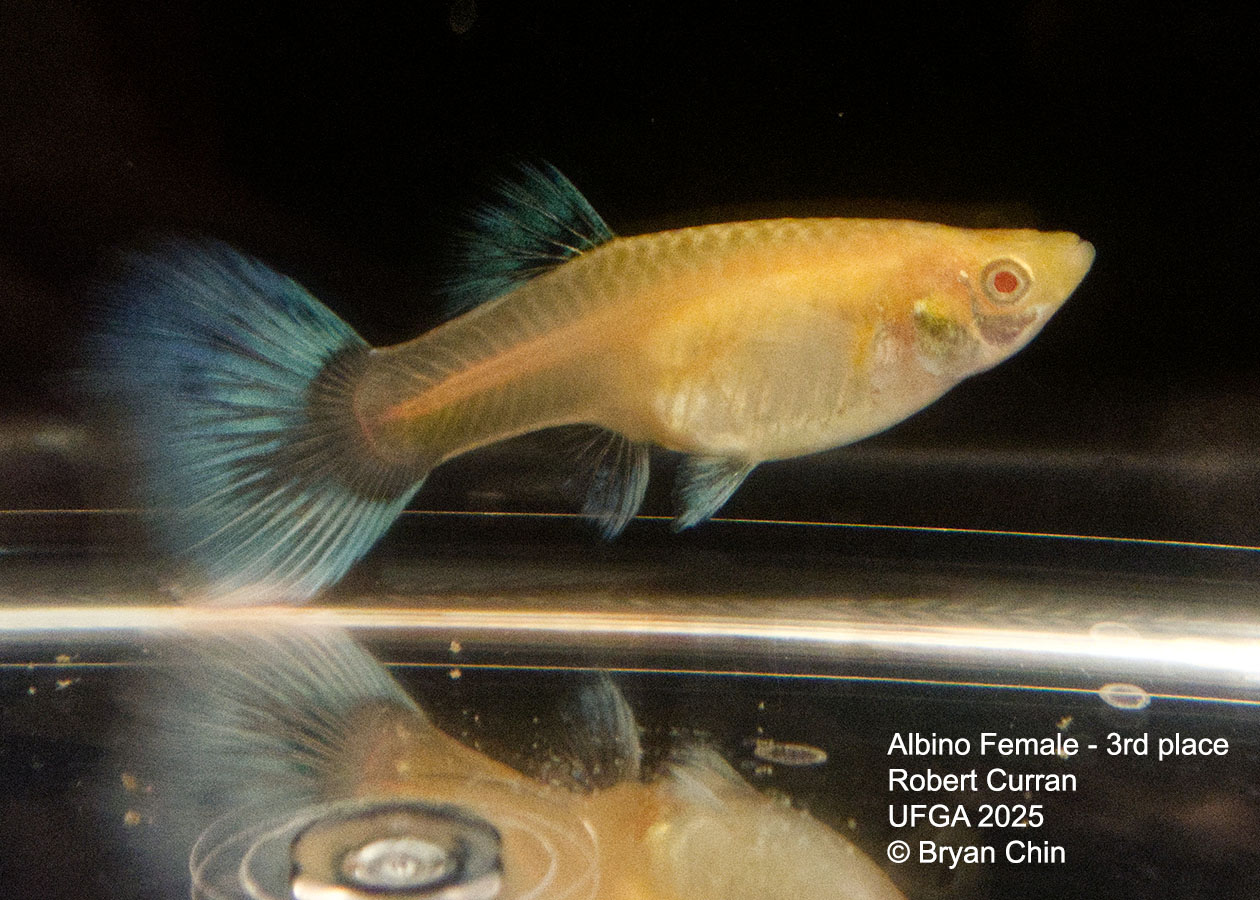 Guppy Female  Albino Green Pastel